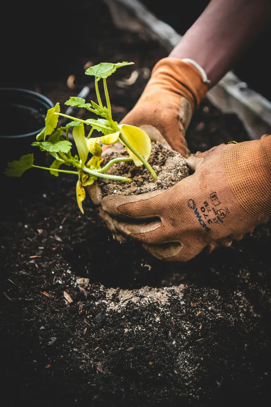 Manos con guantes sembrando una planta